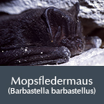 Fledermausart Mopsfledermaus